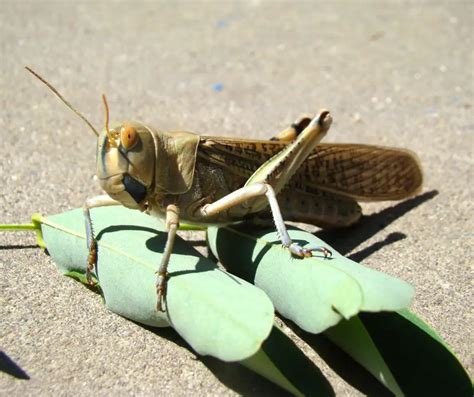 locust traduction|what eats locusts.